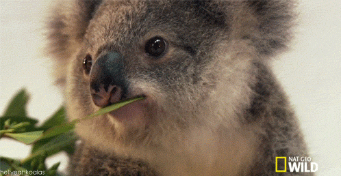 Winking koala would prefere to live in green environment
